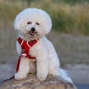 Adorable Bichon Frise in a red harness enjoying the outdoors on a rock.